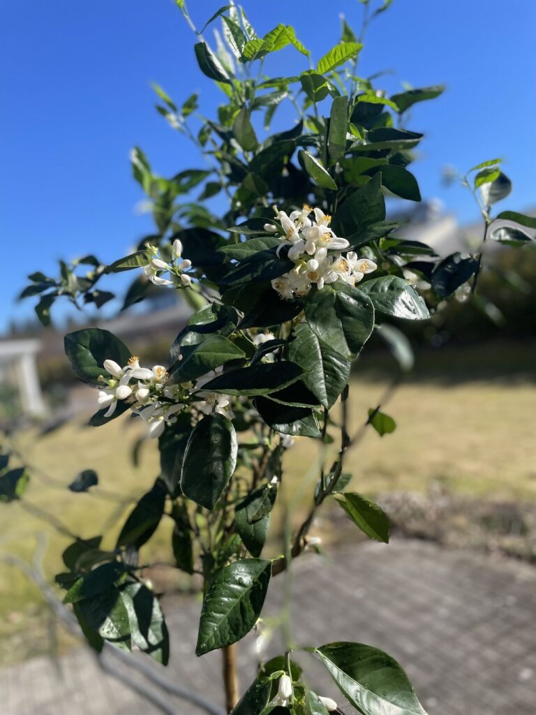 Växt med blommor